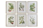 Quadro shabby botanico assortito